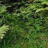 Plants: image 27 Of 208 Thumb